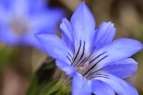 植物百科 | 高山“藍(lán)精靈”龍膽，敏肌的抗炎維穩(wěn)大師